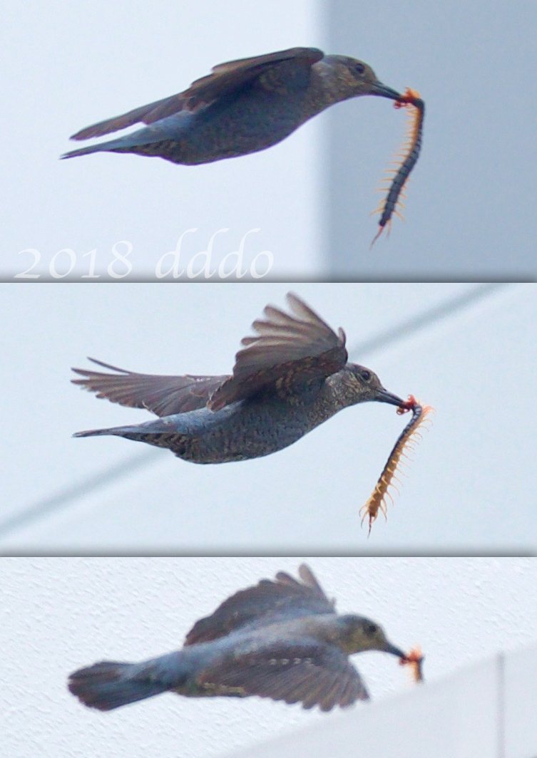 Dddoウラ 獲物を運ぶ イソヒヨドリ 若鳥 撮影時はメスがヒナに かと思いましたが よく見ると青い羽毛が混じっていますね 安全なところで食べるんでしょうか 18 06 15 D500 300mmf4e Bluerockthrush Bird Flight Photo 鳥 飛行 写真