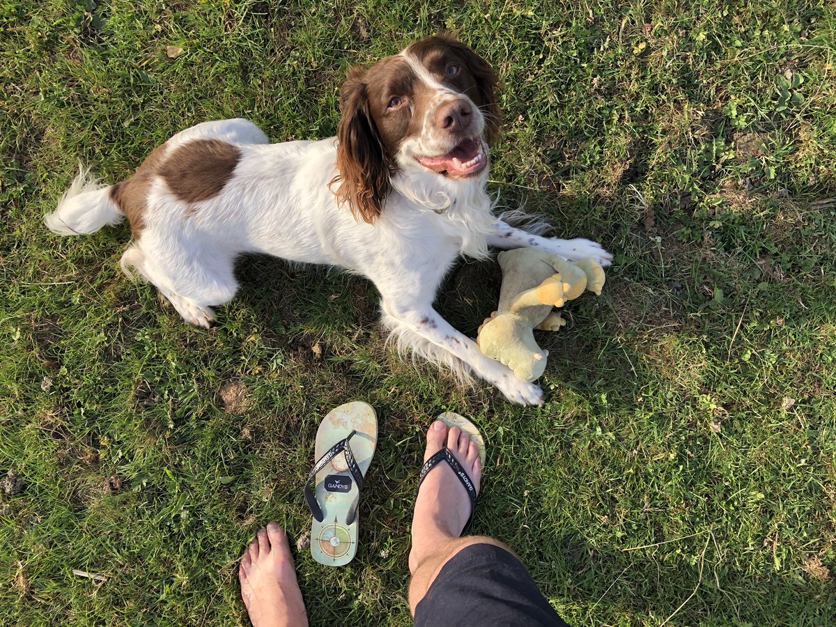 IamThomHunt's tweet photo. Digger got a new toy, and I got some new @GandysLondon Flip Flops! Celebrating #internationalflipflopday in style 😉 https://t.co/4FgzuStnZX