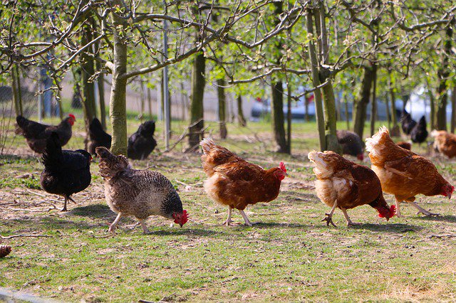 TheCoverStore's tweet photo. "What type of chicken are you?" That's just one of the silly things our Coverstore kids have said to their dads! Read our #FathersDay blog to see what other crazy things these kids have said! https://t.co/vfpNqggwAE https://t.co/TKKMb9yf3s