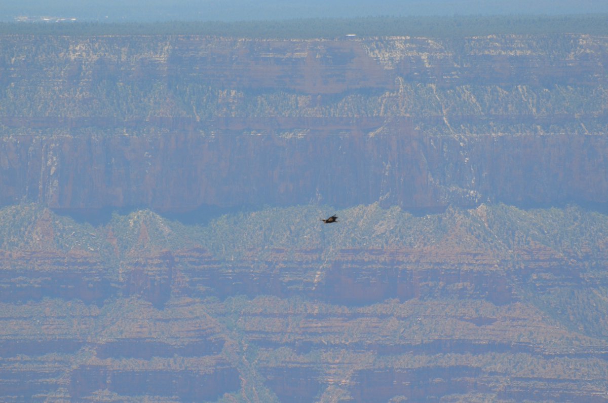 #NaturePhotographyDay - This is a condor in @GrandCanyonNPS while we were at Widforss Point for lunch.  Better views in the video, but AMAzing to see in person!
@YankeesAdv @TouringTastebud 

youtube.com/watch?v=vPynLl…

#CaliforniaCondor #birdsofprey