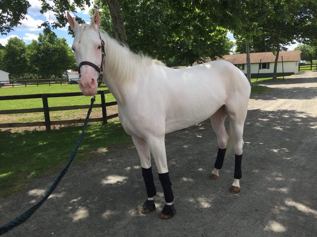 ViaLatteaTrav's tweet photo. I’m ready for my @TheMeadowlands debut tonight 😀 https://t.co/OmQwVAJwtx