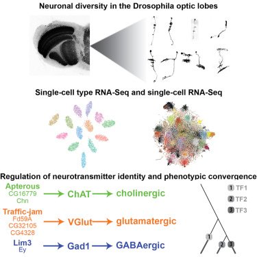 mmw_lmw's tweet photo. #SingleCell RNAseq | How #TranscriptionFactors regulate CellType Diversity | Distinct TFs regulate common terminal #CellFates: Glia and Neurons in Drosophila | ClaudeDesplan @nyuniversity @CellCellPress https://t.co/LTAxOA57Am https://t.co/H5kZ5m1tjY