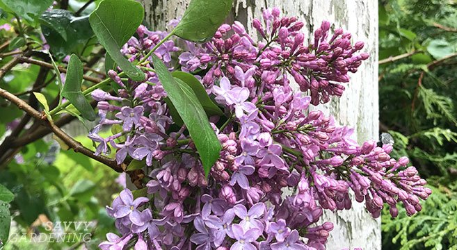 Garden_Therapy's tweet photo. Tips for pruning lilacs https://t.co/4dsY7mD1IW via @savvygardening https://t.co/hFwTCEXagB