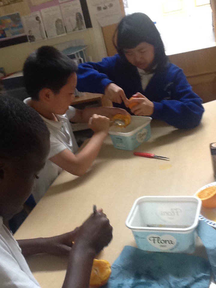 KensingPrimary's tweet photo. 4W mummifying oranges #ancientegyptians #practicalhistory #making memories https://t.co/hZbcNDCbyJ
