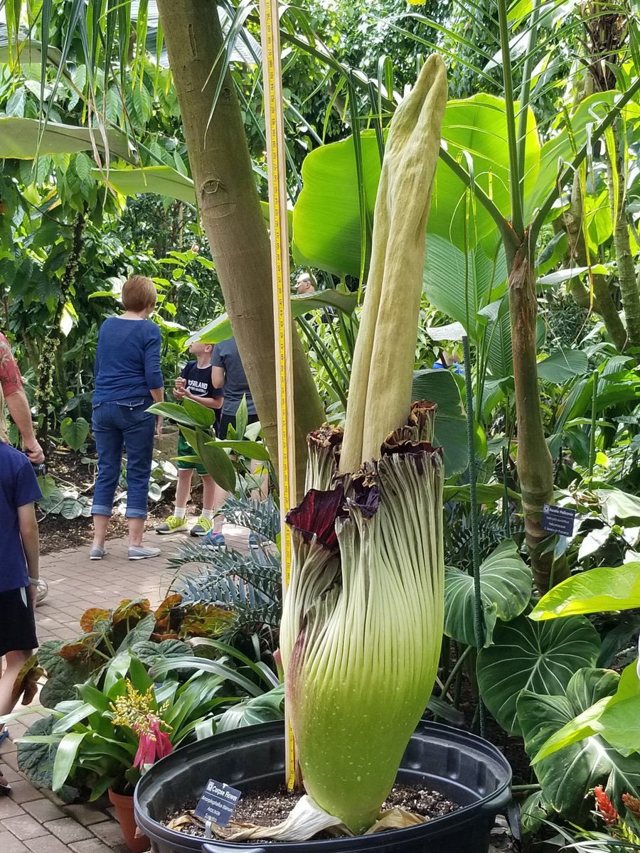 Mori the corpse flower is starting to close up again, but we'll stay open again late tonight, 6/15, until 8 p.m. so visitors have a chance to see it before it collapses. Its "fragrance" is diminished now, but still present if you're brave enough to put your head nearby!