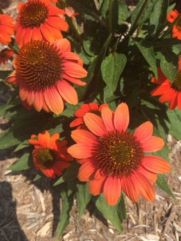 Rizzo Center tweet media