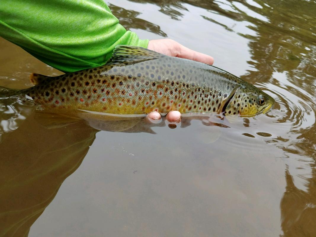 Our #NC buddy Dylar checks out a fabled stream.

#flyfishing #catchandrelease #northcarolina #ncfishing #angler #browntrout #offthebeatenpath #explorer #conservation