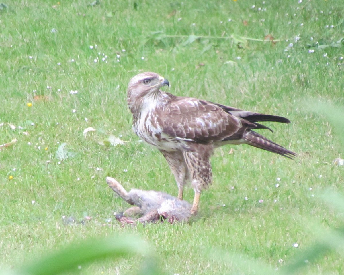 Littleashgarden's tweet photo. Garden birds... #buzzard #rabbitcontrol https://t.co/LAUbyGGflZ