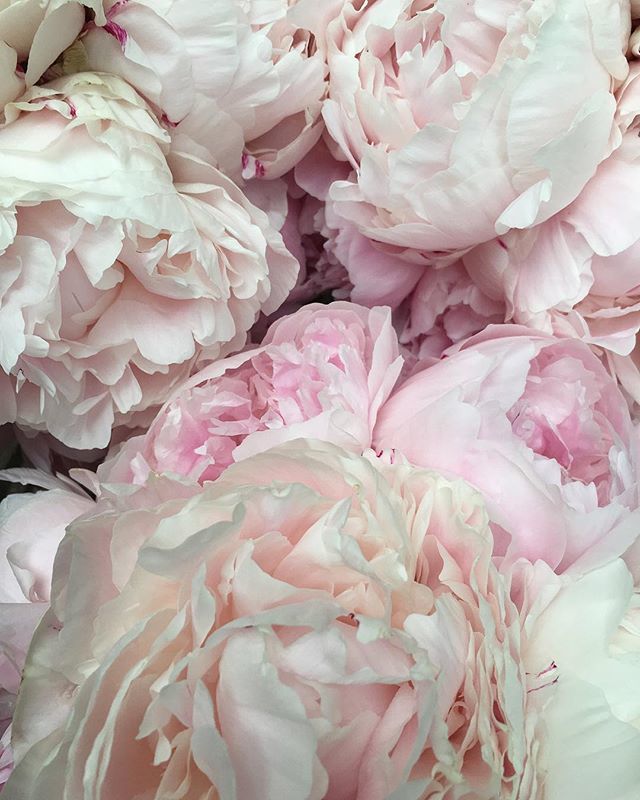 fairynuffflower's tweet photo. Current views. This wedding game is terribly pretty, but I’m so excited to sit down/sleep this evening!
.
.
.
#weddingflowers #peonies #peonyporn #dspink #seedscolor #prettyperfectpetals #thatsdarling #fairynuffflowers https://t.co/p9kg6NYPQ6 https://t.co/rK3yRKftvo