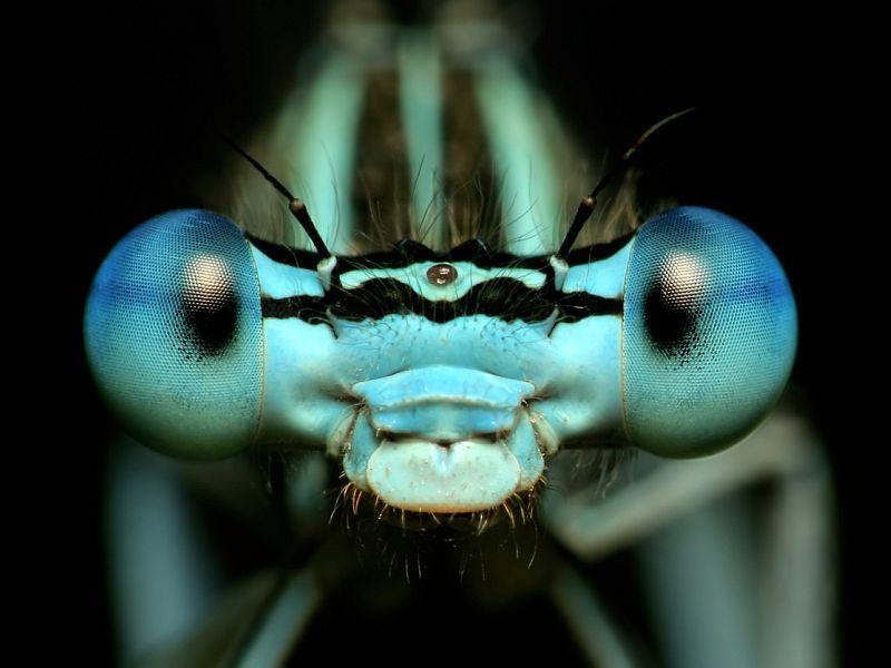 Let's Get Entomological: It's The Bug Show dlvr.it/QXQsLS https://t.co/QFQSqboIFZ