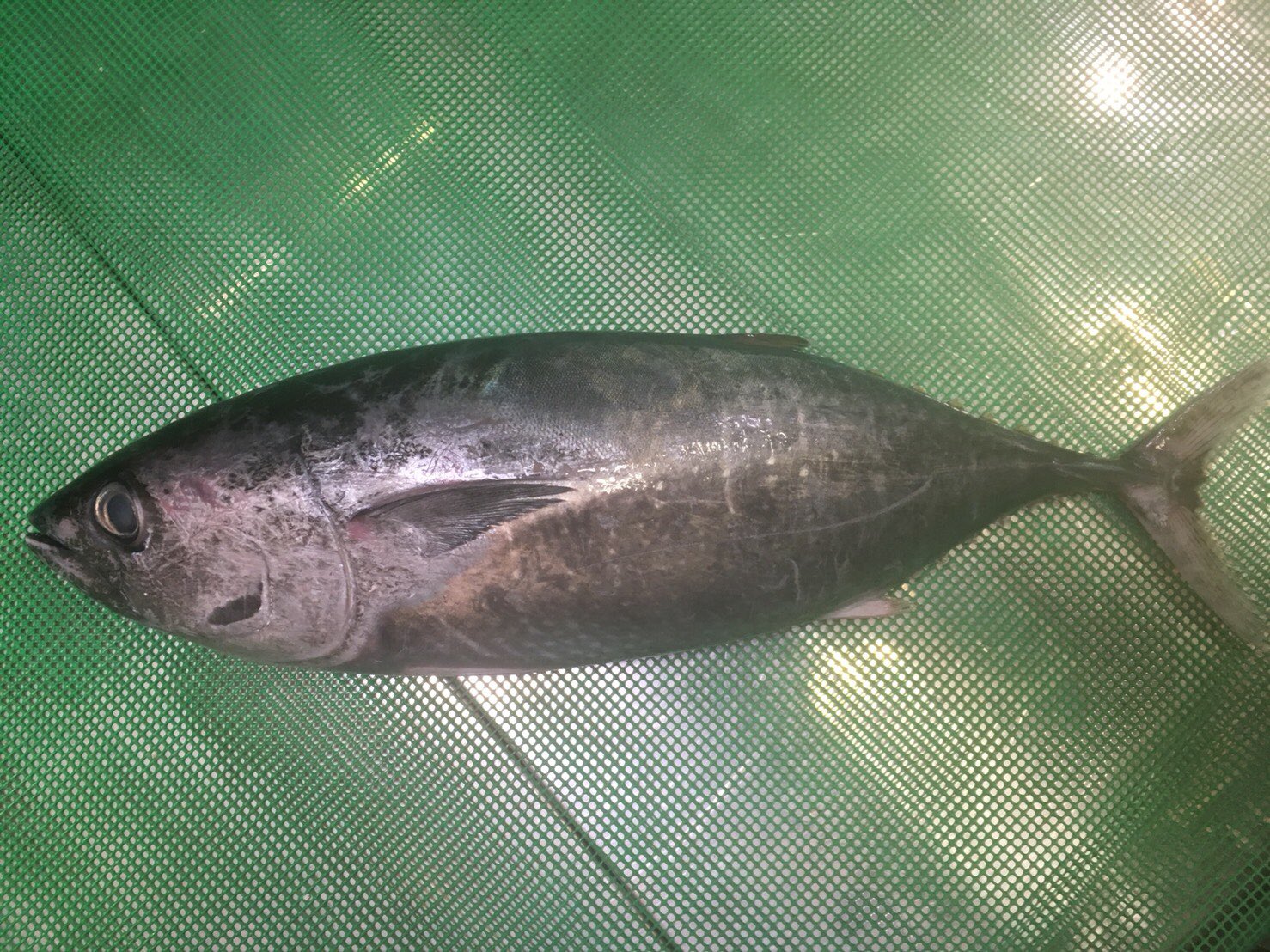 大聖堂 ポテト さておき カツオ 出世魚 Vietnamvisa Jp