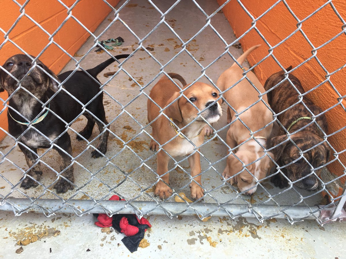 karaleighgann's tweet image. The @wnct9 crew volunteered at the @HSEC today. 🐶🐱 They have SO many cute pups and kittens ready for YOU to come adopt. Get the full story tonight at 5 and 6!