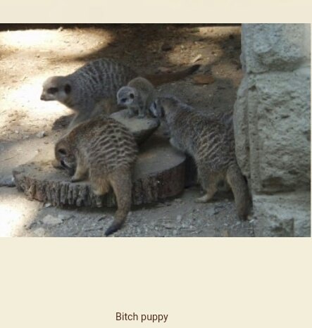 a family of 4 meerkats, three adults and one baby. The caption underneath reads