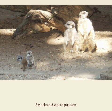 two baby meerkats and two adult meerkats in a zoo enclosure