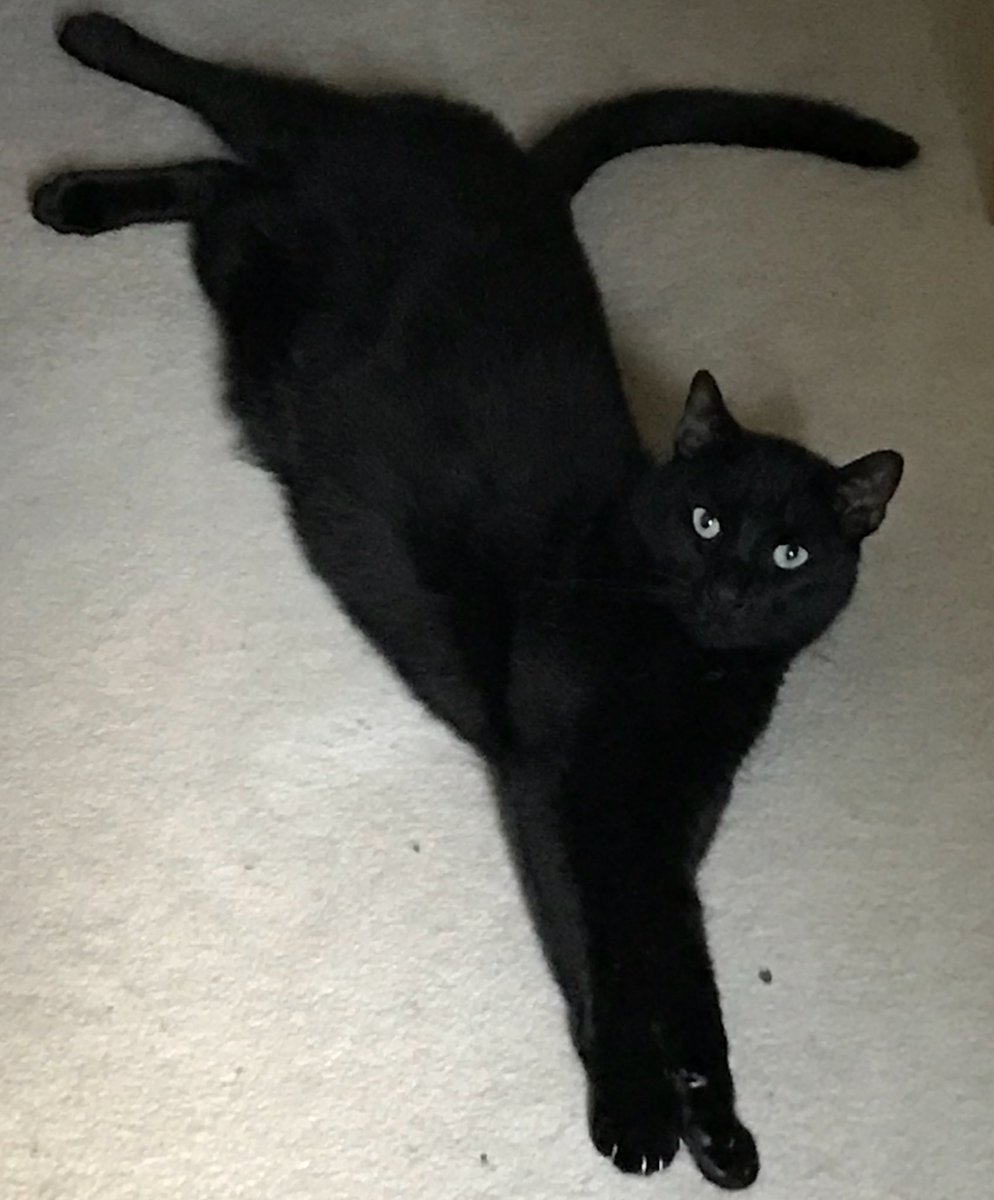 Halfsiamesesid's tweet photo. On this fine #JellyBellyFriday, here is some delightful #belleh for you! ๐ค๐ท
#panfur #blackcat #friyay https://t.co/41Z8SViA8u