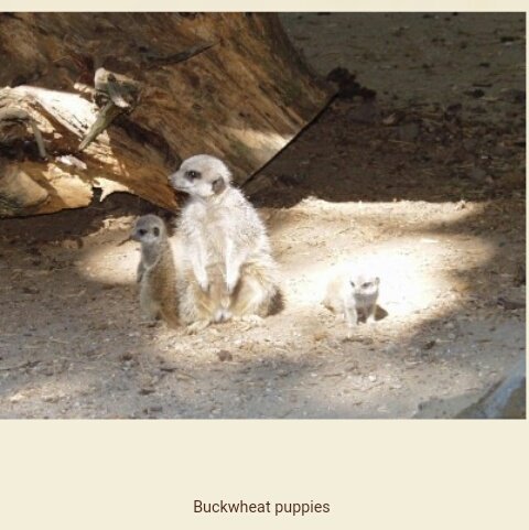 one adult and two baby meerkats in a zoo enclosure