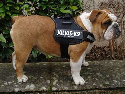 Try before you buy our #Juliusk9 harnesses.
@JuliusK9UK #DogTrend