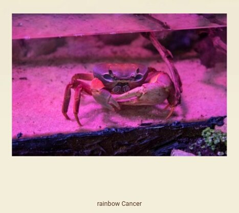 a raunbow crab in a tank