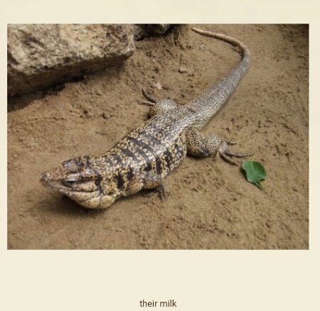 lizard in a zoo enclosure