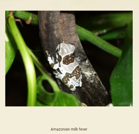 small frog on a tree branch