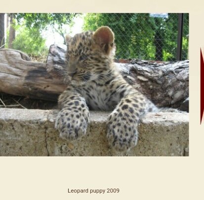leopard cub in zoo enclosure