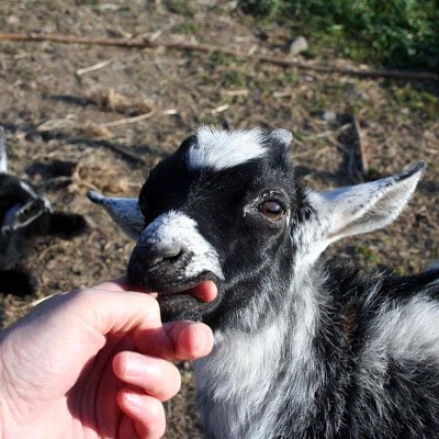 MrRealProGaming's tweet image. Nothing sums up ronaldo better than this! He is the #goat #Worldcup2018Russia #PortugalVsSpain #PORSPA #Ronaldo