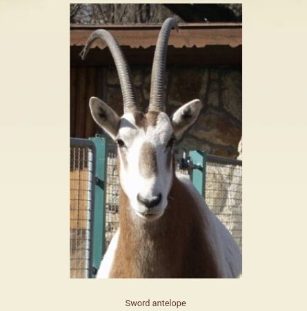 antelope with horns in a zoo enclosure