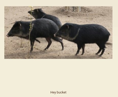 3 small bush pigs
