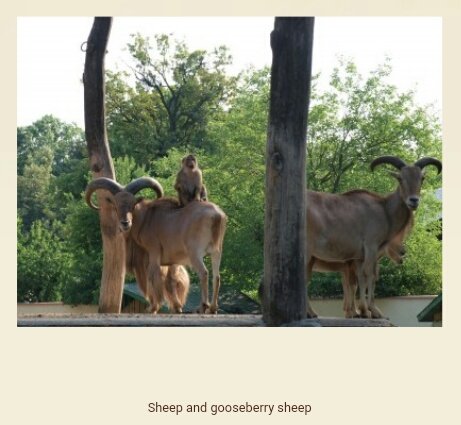 two mountain goats, one with a monkey sitting on its back