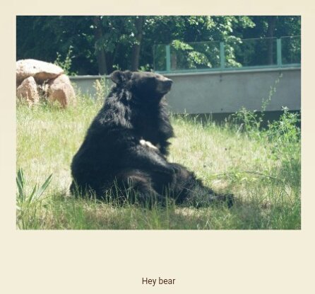 bear in zoo enclosure sunning itself