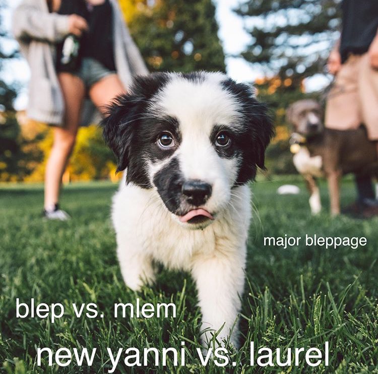 Here’s puppy Sake, introducing the new internet debate ☝️