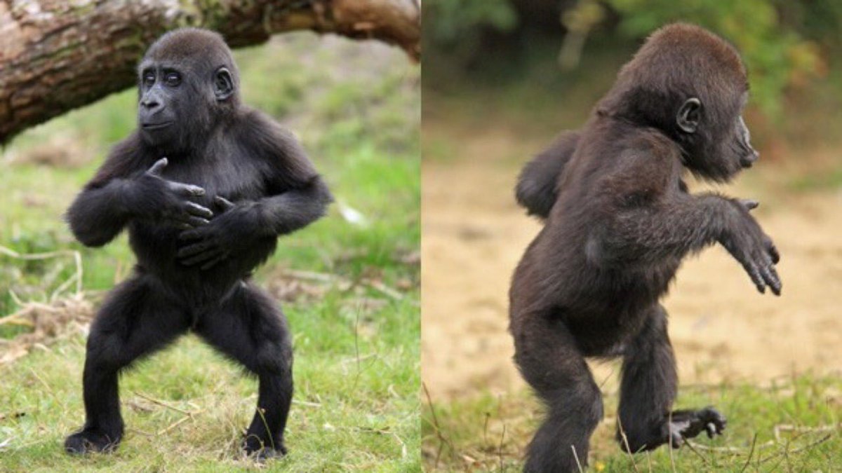 Танцующий шимпанзе. Обезьяна танцует. Обезьяна пляшет. Горилла танцует. Тело обезьяны.