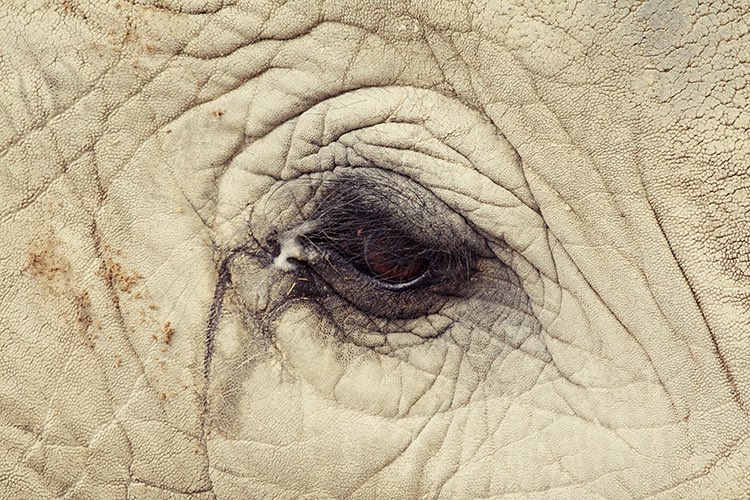 franch_laura's tweet photo. Los ojos tristes del Zoo de Barcelona.

📷Oscar Ciutat https://t.co/tT1IvP4PJb