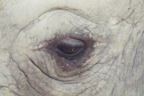 franch_laura's tweet photo. Los ojos tristes del Zoo de Barcelona.

📷Oscar Ciutat https://t.co/tT1IvP4PJb