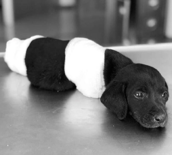 Bugün bu minik köpek de göçtü buralardan...

 Devlet büyüklerimize arz ederim. Lütfen artık bu konuda yasa çıksın. Bu vahşi yaratıklar ağır şekilde cezalandırılmalı. 

Cidden yarın diğer tarafta bu sessiz canların hesabını nasıl vereceğiz bilemiyorum...