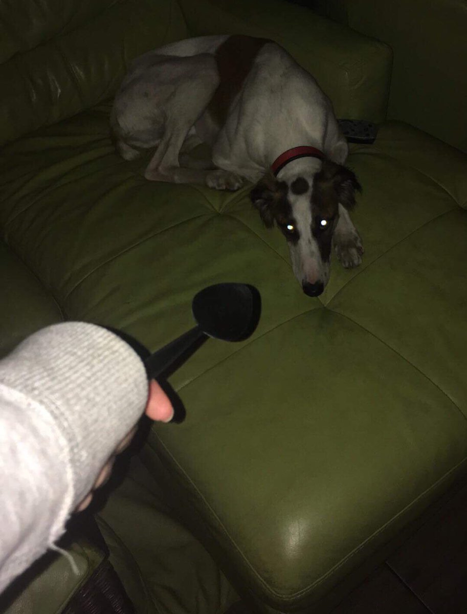 sockvevo's tweet photo. This thing broke into my home and told me it was my dad now https://t.co/Arg4gYRBA9