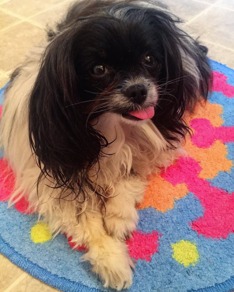 Silly_P_Lilly's tweet photo. Tongue out Friday! #tongueouteveryday

#TGIF #FriYay #FF #FollowFriday #FridayFunday #FunnyFriday #FeelGoodFriday #FridayFun #weeklyfluff #dogsoflasvegas #dogoftheday #petoftheday #lovedogs #lovepuppies #adorable #tongueouthappy #phalene #tongueoutfriday https://t.co/XI7jIwhoSM