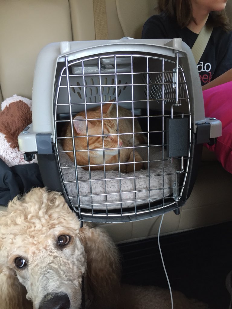 CheeseTheGinger's tweet photo. I need to know why this poodle is acting so nervous. She needs to calm herself. #SillyPoodle #CatsOfTwitter #GingerCats #LaidBackCat https://t.co/t5wyW7avyq