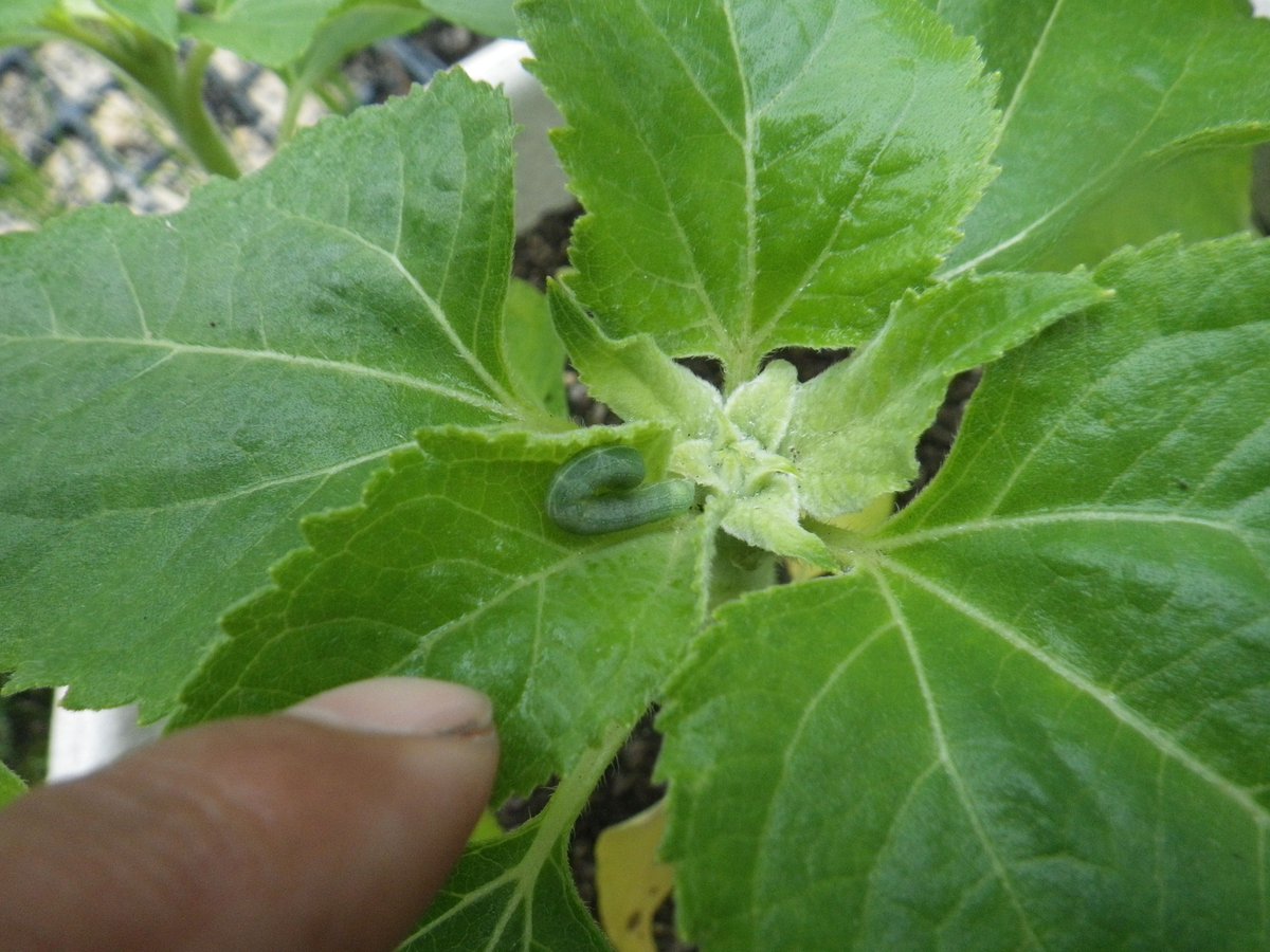 自給自足生活 ひまわり 小さいけれど茎も太く葉も多くなったひまわり 一番上に寝てるのは緑のヨトウムシ 茶色のほうは派手で目だつけれど 緑は柄も目立たないし地味だな 駆除バケツに入ってもらおう ひまわり