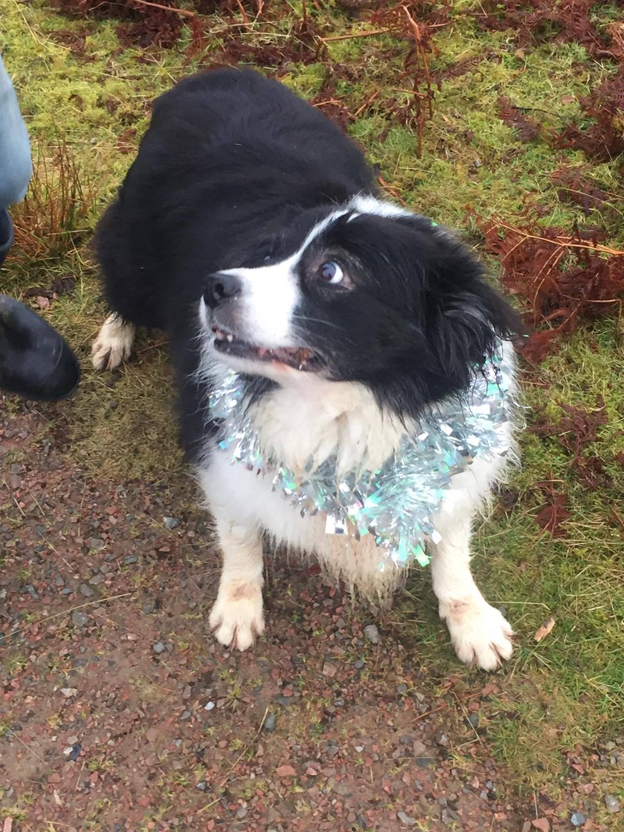 MccabeAlasdair's tweet photo. Picture of dog due to popular request!
#Festive #Tinsel #WhatDoYouMeanItsNotChristmas? https://t.co/ksIKTHZgZA
