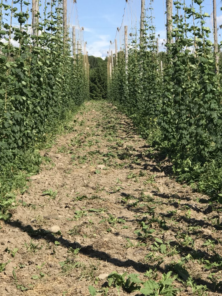 ClarkHollowHops's tweet photo. Beating the solstice, a first for us! #chhseason6 #wegotthis #thankyoumothernature #thinknydrinkny https://t.co/XefC5cD3ZZ