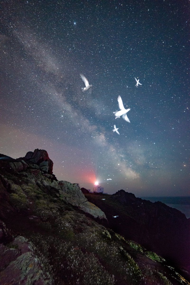 SkokholmIsland's tweet photo. Spot the Storm Petrel. Another cracker by Nick Davison. https://t.co/cdPlcWbo0z