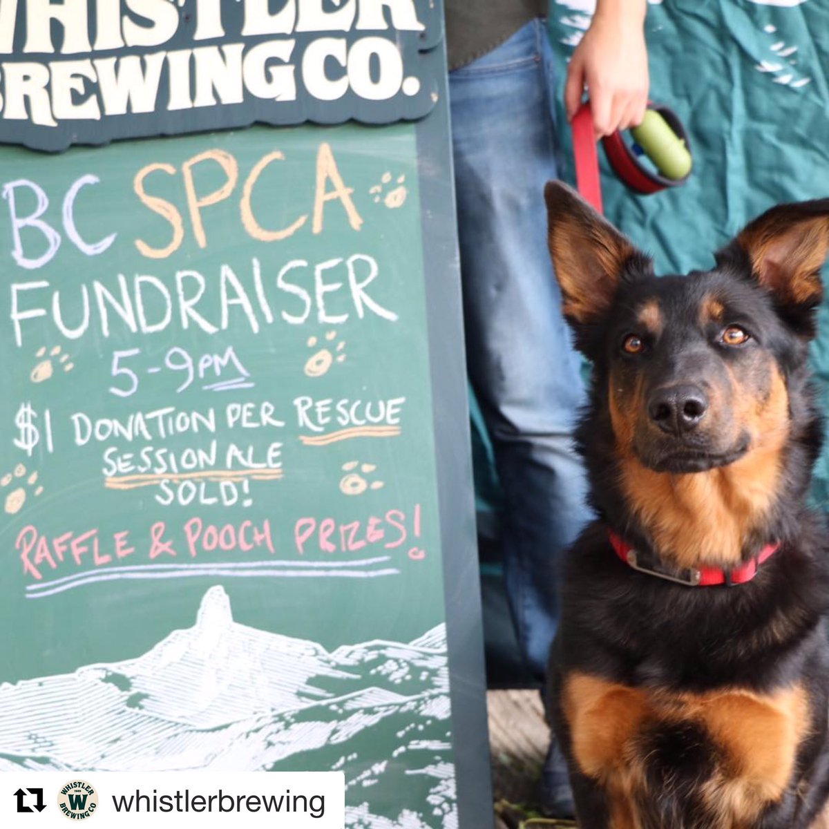 Big thanks to @whistlerbrewing for hosting such a fantastic fundraiser tonight for @bcspca with us at Mahony &amp; Sons Stamps Landing!🙌🐾🍻🖤 All furry four legged family &amp; friends are always welcome to hang with us @mahonyandsons ~ Catch the highlights on our Instastories!