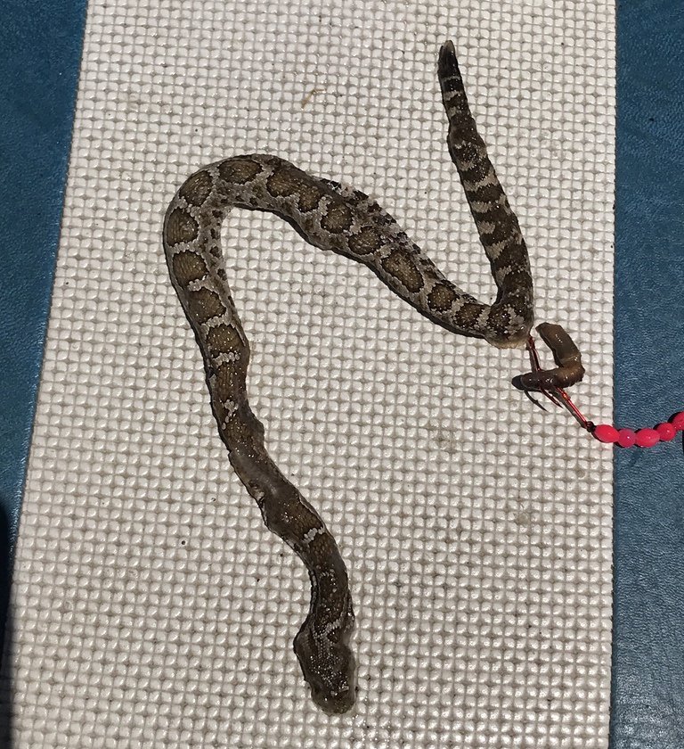 inaturalist's tweet image. A high school teacher in California catches a Brown Bullhead #fish that had a #rattlesnake in its mouth - it&apos;s our Observation of the Week! 

Read the blog post here: inaturalist.org/blog/17145-obs… #citzenscience #nature #fishing #reptiles #ichthyology #herpetology