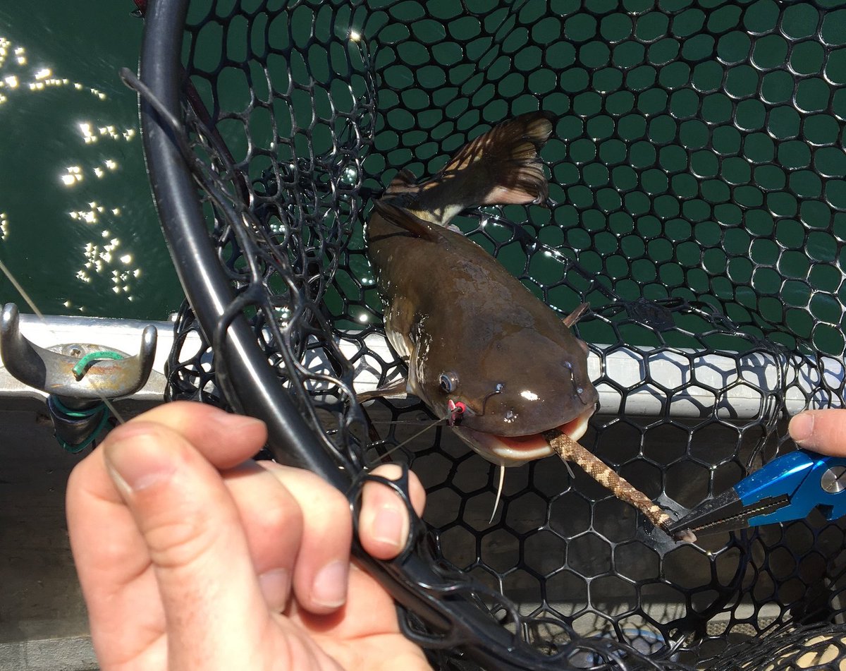 inaturalist's tweet image. A high school teacher in California catches a Brown Bullhead #fish that had a #rattlesnake in its mouth - it&apos;s our Observation of the Week! 

Read the blog post here: inaturalist.org/blog/17145-obs… #citzenscience #nature #fishing #reptiles #ichthyology #herpetology
