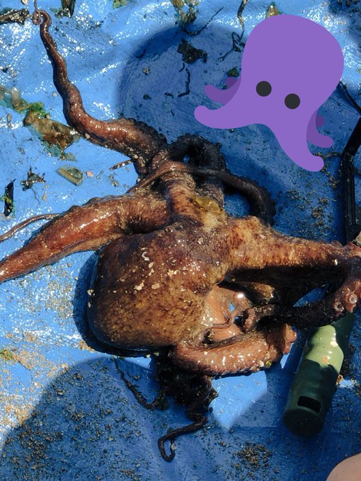 地引網してきた。
めっちゃ大量(՞ਊ ՞ )三( ՞ਊ ՞)くうど!! 