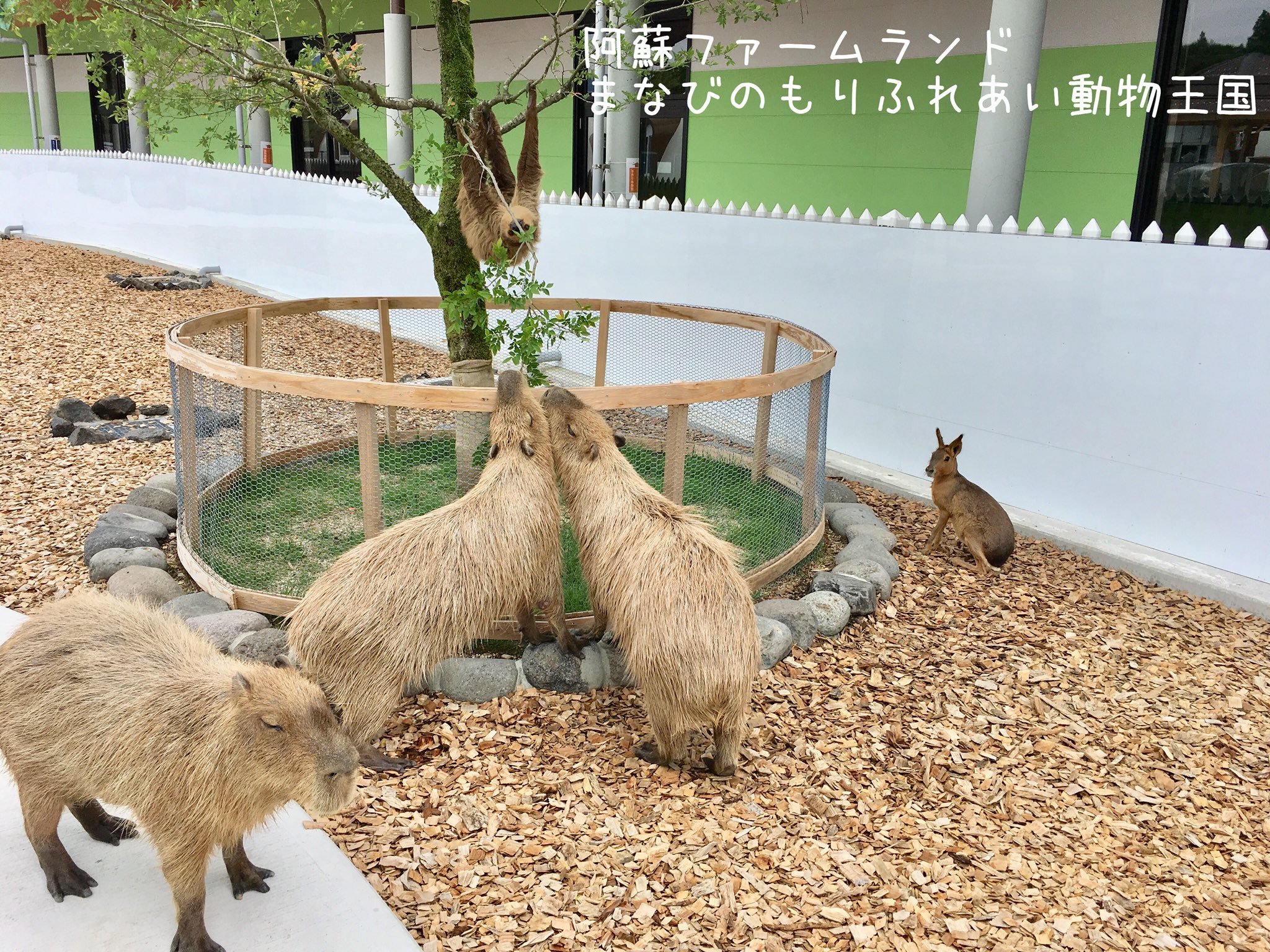 阿蘇ファームランド ふれあい動物王国 ナマケモノと連携プレーで 葉っぱを食べます ナマケモノ カピバラ 阿蘇ファームランド まなびのもりふれあい動物王国 T Co 5ciogrh53j Twitter
