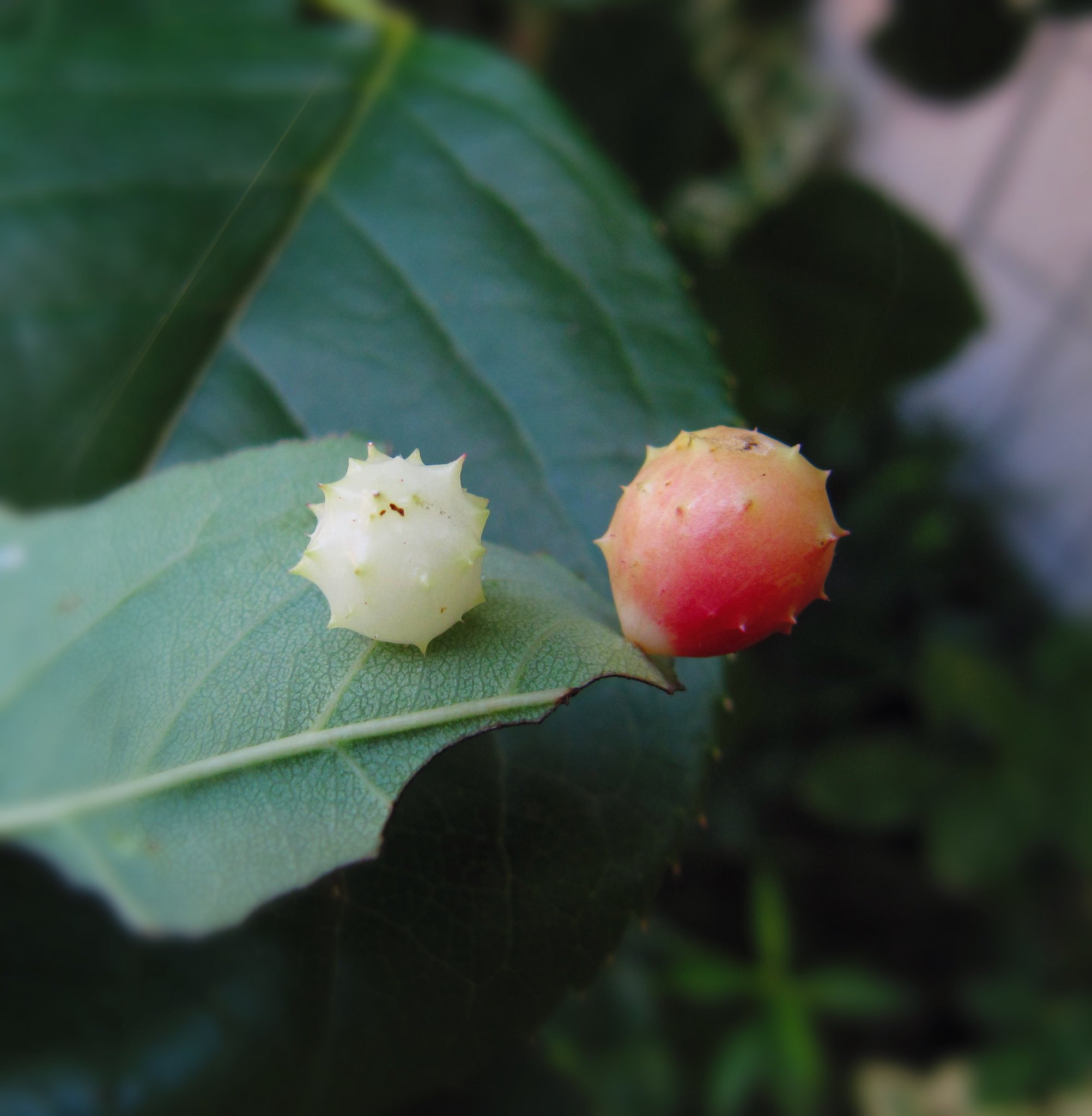 𝕠𝕟𝕖𝕓𝕒𝕟 薔薇の葉の裏の金平糖 バラハタマフシ バラハタマバチ 虫えい ばら バラ 薔薇 T Co Lnbxnkgdlc Twitter