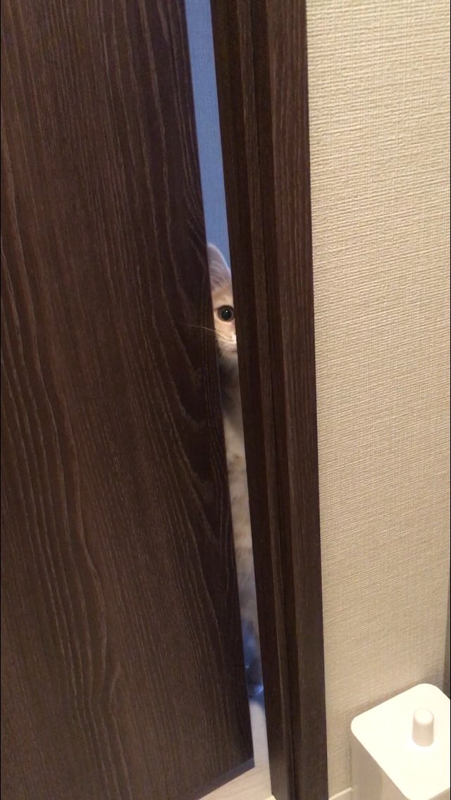 つなまる Tsuna Maru Twitter