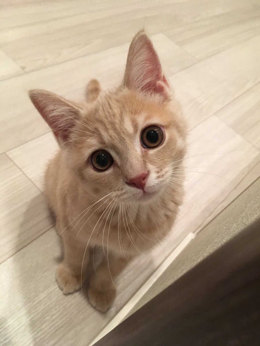 つなまる Tsuna Maru Twitter